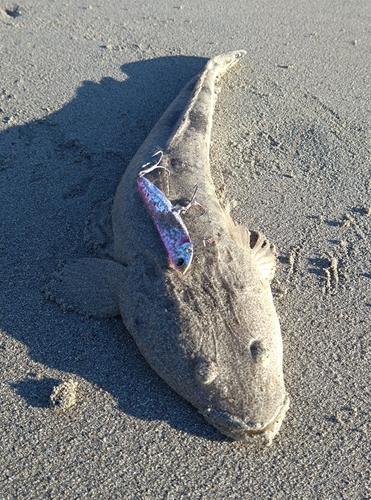 マゴチの釣果