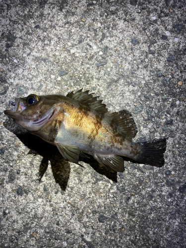 シロメバルの釣果