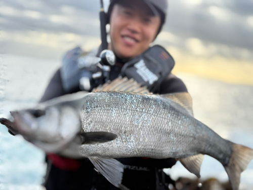 ヒラスズキの釣果