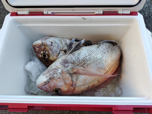 マダイの釣果