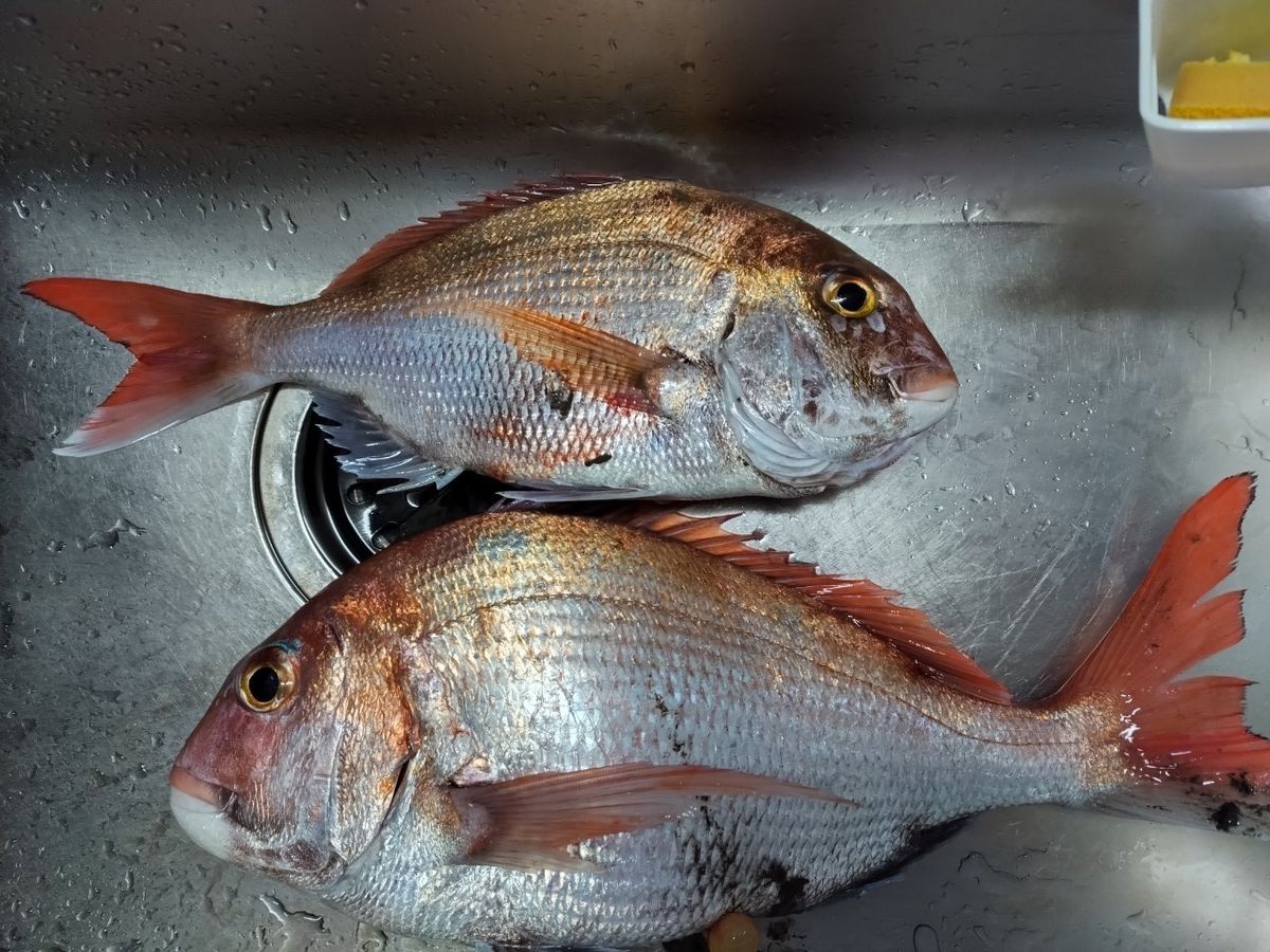 大門さんの釣果 2枚目の画像