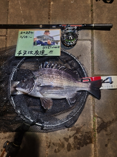 チヌの釣果