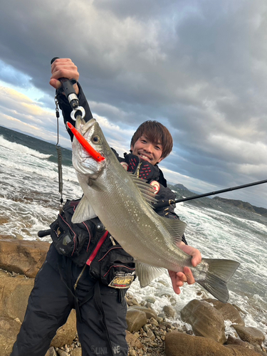 ヒラスズキの釣果