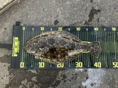 ヒラメの釣果