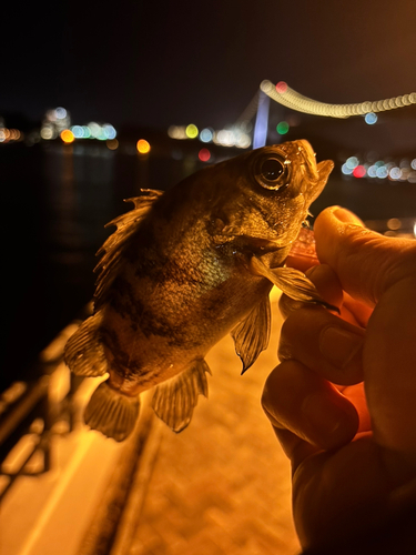 メバルの釣果