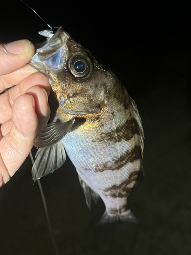 クロメバルの釣果