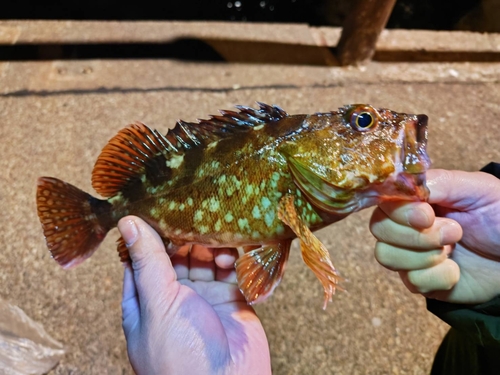 カサゴの釣果