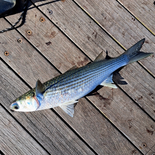 ボラの釣果