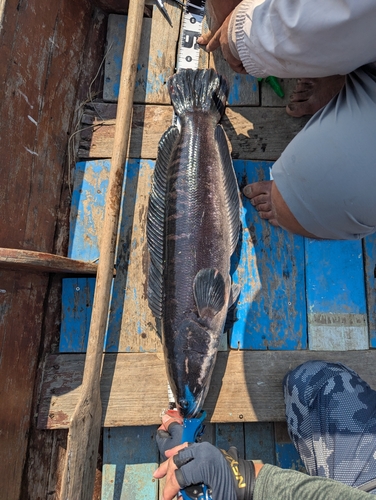 チャドーの釣果