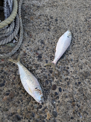 コノシロの釣果