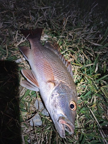 ゴマフエダイの釣果