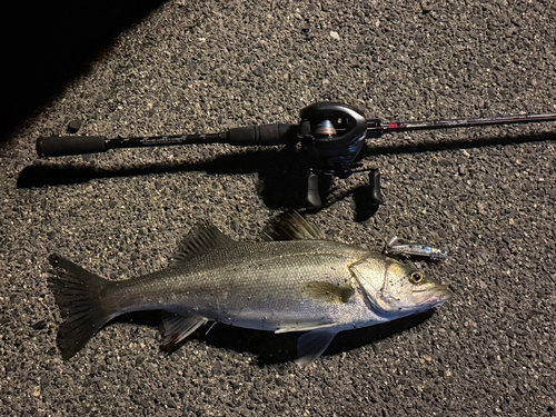 セイゴ（マルスズキ）の釣果