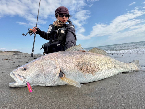 オオニベの釣果