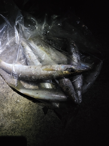 カマスの釣果