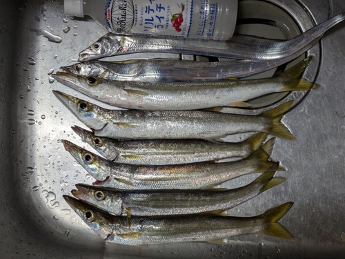 カマスの釣果