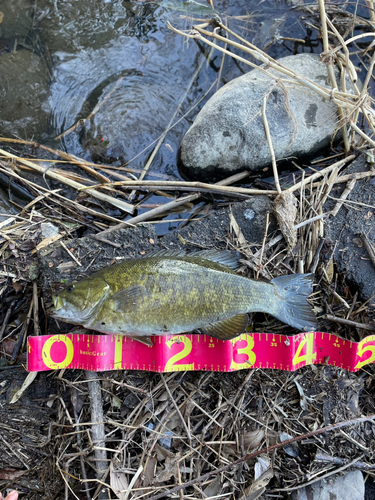 スモールマウスバスの釣果