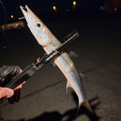 カマスの釣果