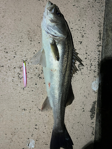 シーバスの釣果