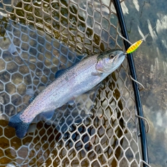 ニジマスの釣果