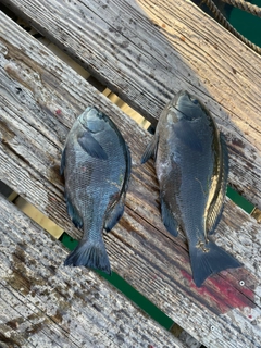 クチブトグレの釣果