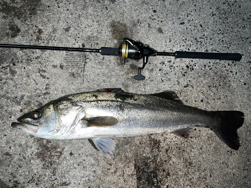 マルスズキの釣果