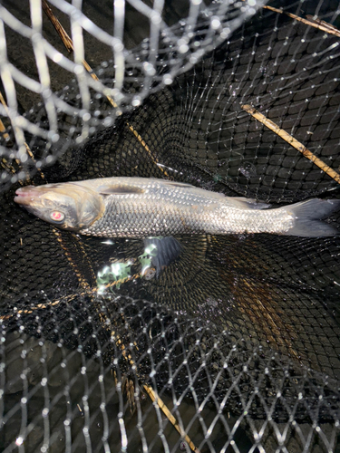 ニゴイの釣果