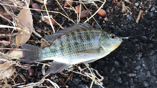 ナイルティラピアの釣果