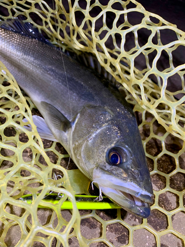 フッコ（マルスズキ）の釣果