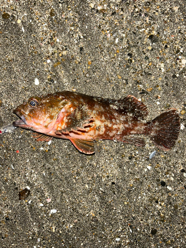 カサゴの釣果