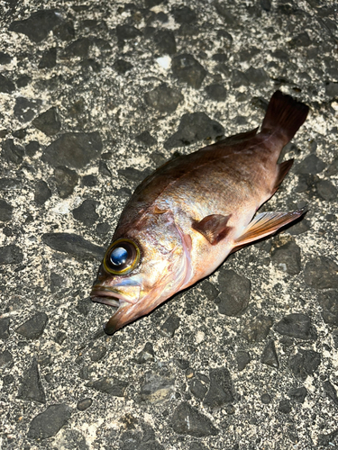 メバルの釣果