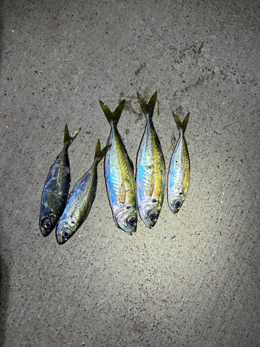 アジの釣果