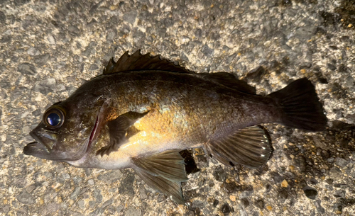 メバルの釣果