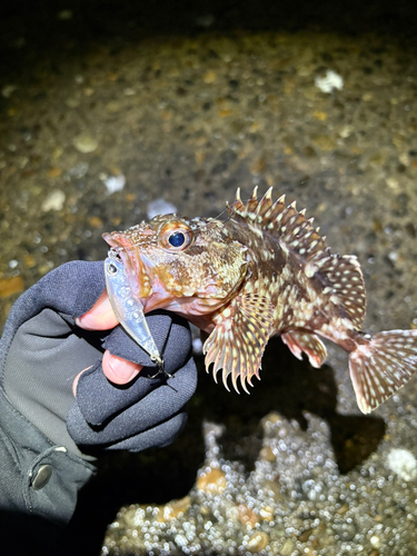 カサゴの釣果