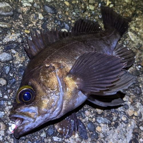 メバルの釣果