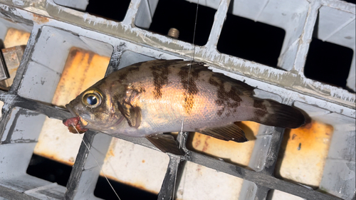 メバルの釣果