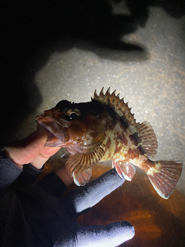 カサゴの釣果