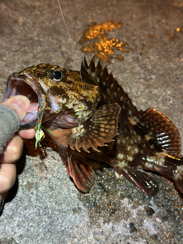 カサゴの釣果