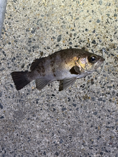 シロメバルの釣果