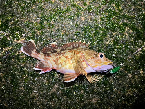 カサゴの釣果