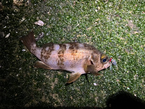 メバルの釣果