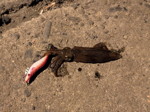 ヒイカの釣果