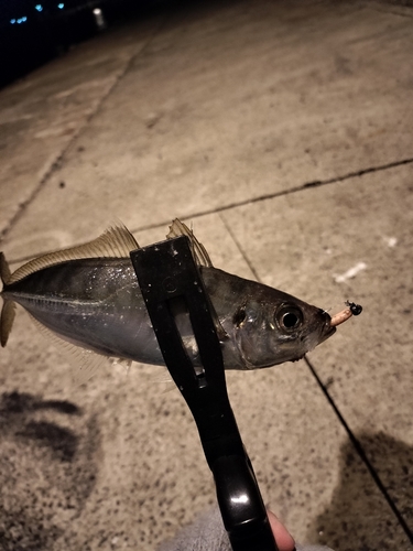 マアジの釣果