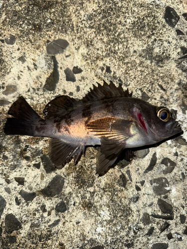 メバルの釣果