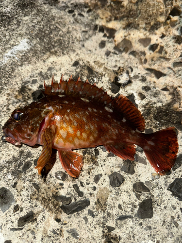 カサゴの釣果