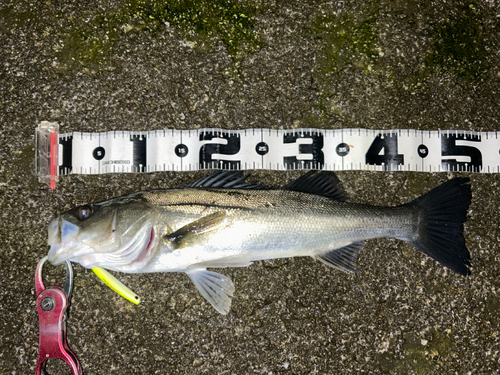 シーバスの釣果