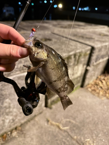 クロメバルの釣果