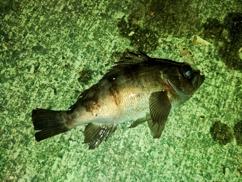 メバルの釣果