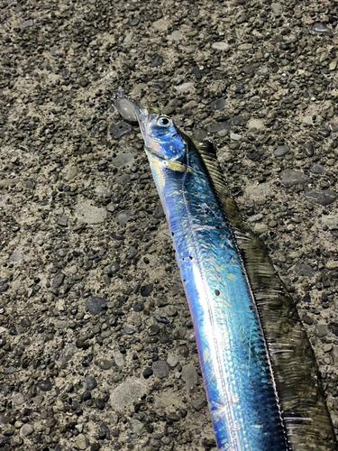 タチウオの釣果