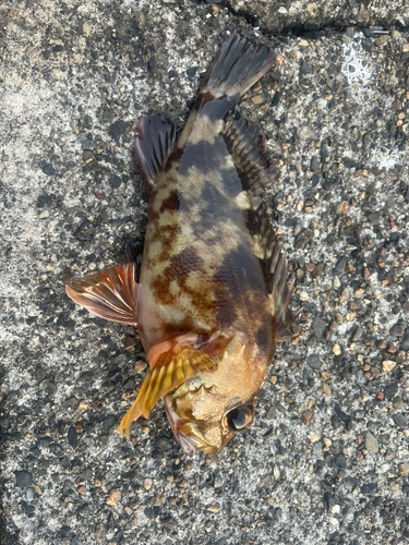 カサゴの釣果