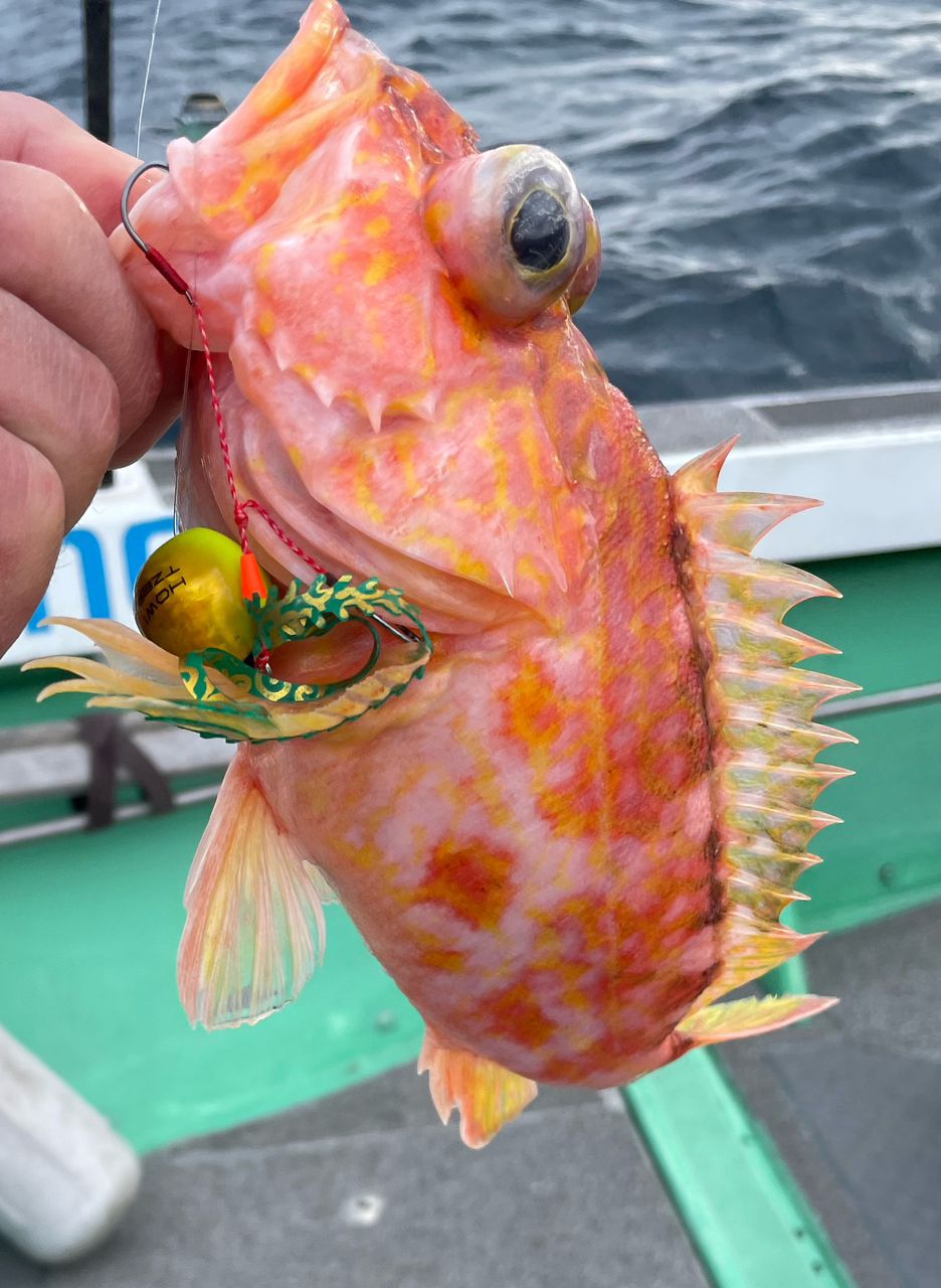 アングラー九州さんの釣果 1枚目の画像